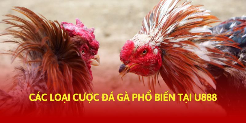 Các loại cược đá gà phổ biến tại U888