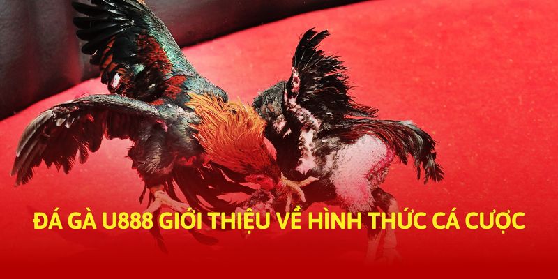 Đá gà U888 giới thiệu về hình thức cá cược