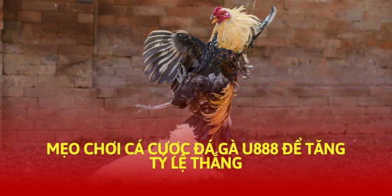 Mẹo chơi cá cược đá gà U888 để tăng tỷ lệ thắng