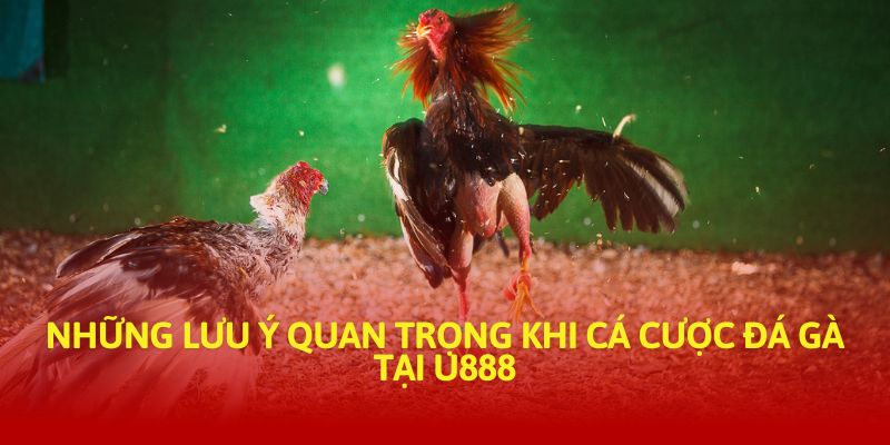 Những lưu ý quan trọng khi cá cược đá gà tại U888